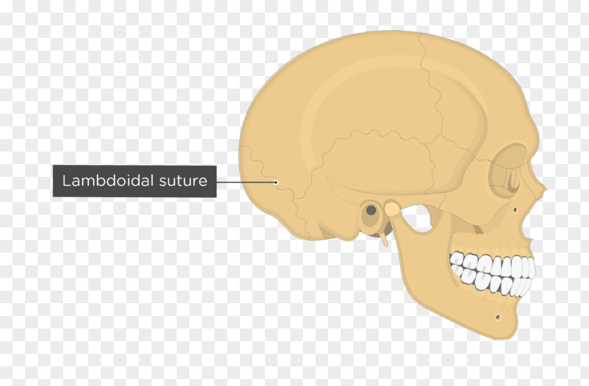 Skull Temporal Line Parietal Bone Anatomy Lambdoid Suture PNG