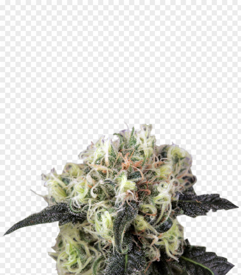 Skunk Cannabis Sativa Kush Autoflowering PNG