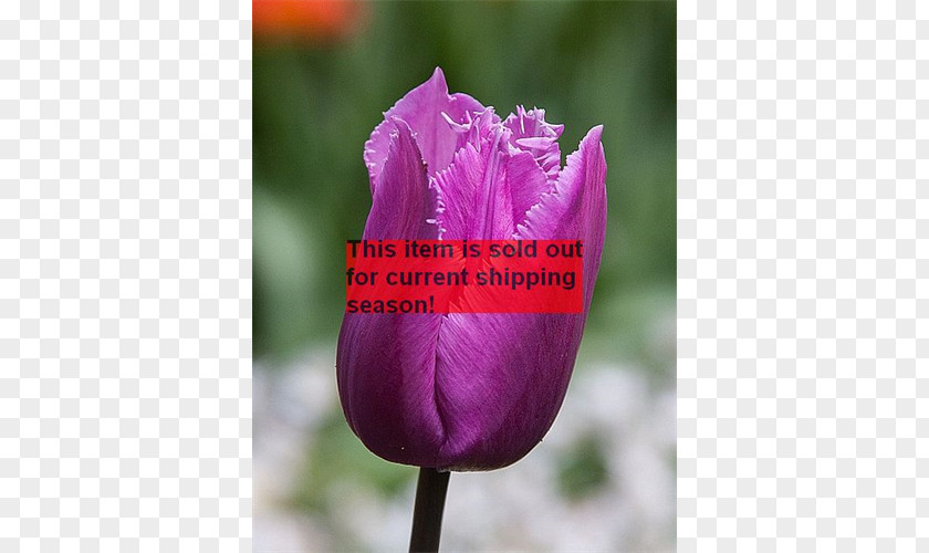 Tulip Petal Plant Stem PNG