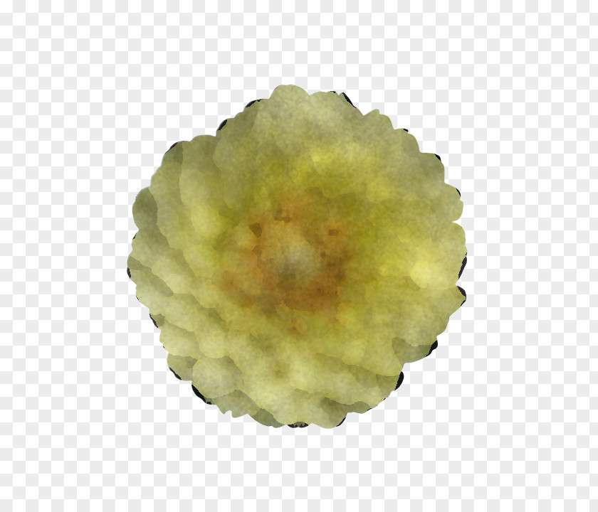 Yellow Plant Flower Perennial PNG