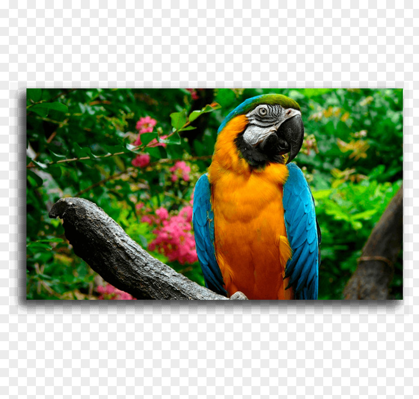 Parrot Bird Desktop Wallpaper Macaw High-definition Television PNG