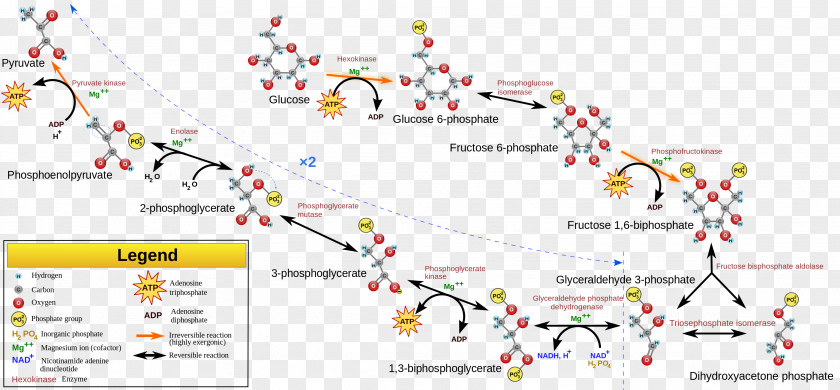 Pathway Glycolysis Adenosine Triphosphate Cellular Respiration Pyruvic Acid Nicotinamide Adenine Dinucleotide PNG