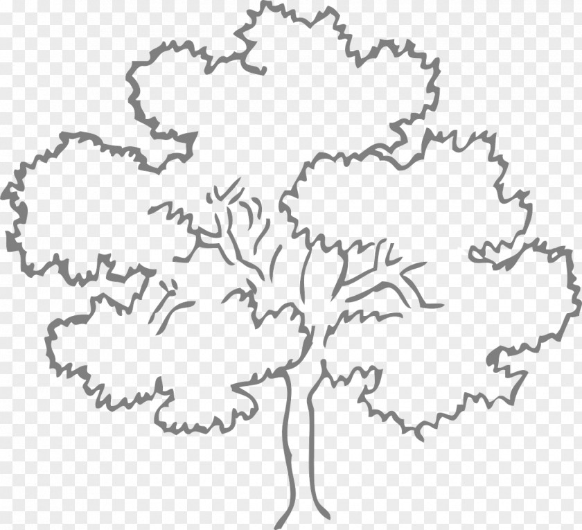 Eucalyptus Leaves Family Tree Oak Clip Art PNG