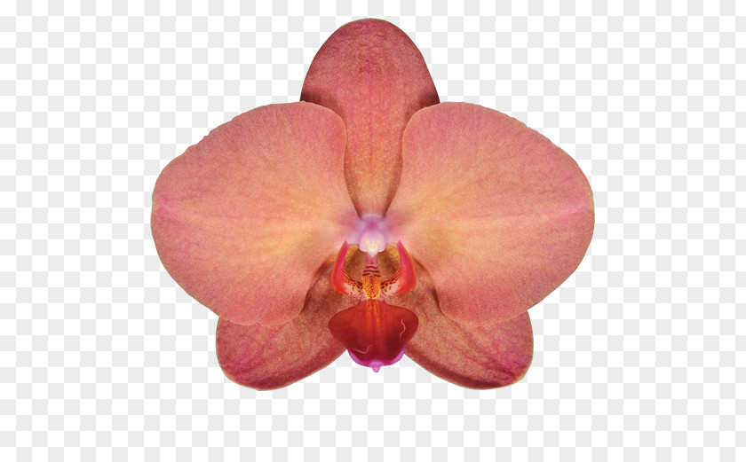 Moth Orchids Совместная покупка Cattleya Plant PNG