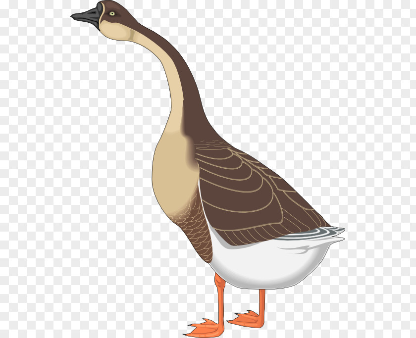 Mothman Canada Goose Bird Clip Art PNG