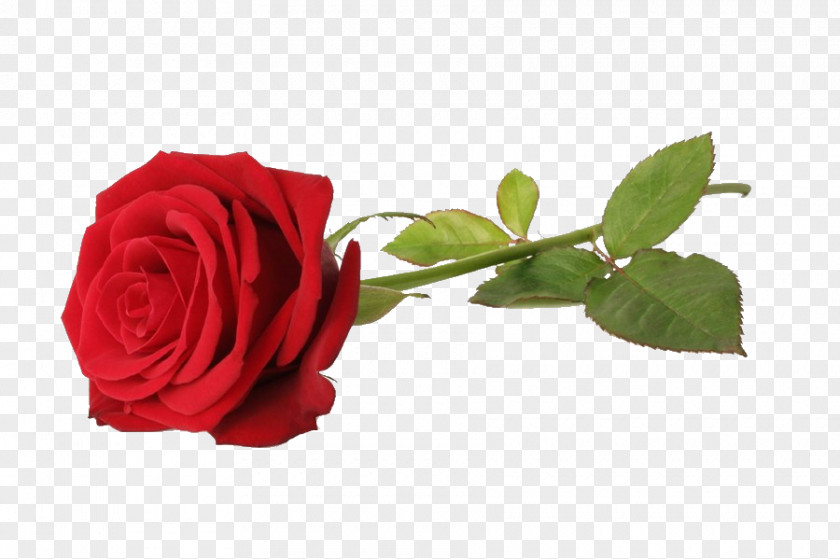 Rose Royalty-free Red Stock Photography Flower PNG