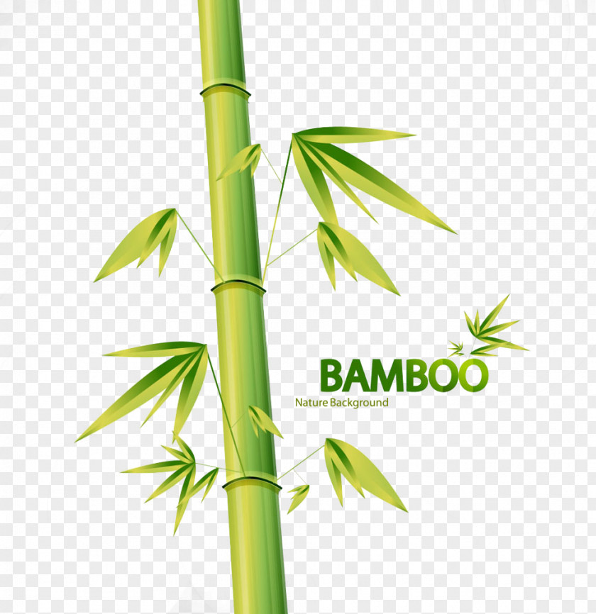 Vector Bamboo Hand-painted Pictures Euclidean Drawing Illustration PNG