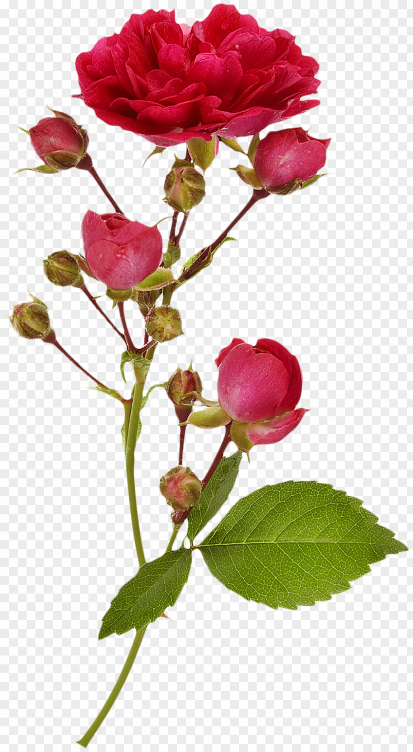 Bright Flowers Garden Roses Branch Flower Photography PNG