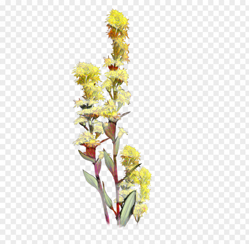 Broomrape Gladiolus Flowers Background PNG
