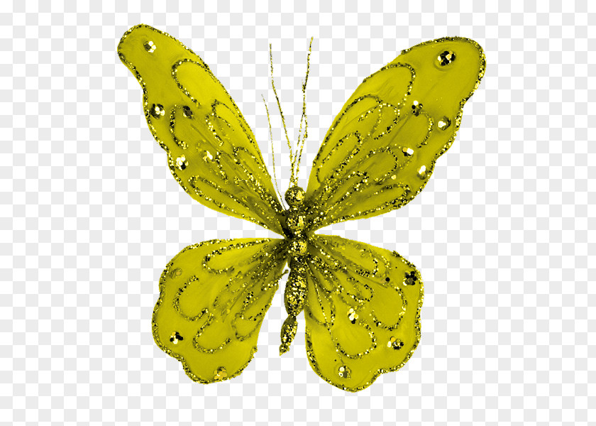 Butterfly Clouded Yellows Brush-footed Butterflies Moth Pieridae PNG