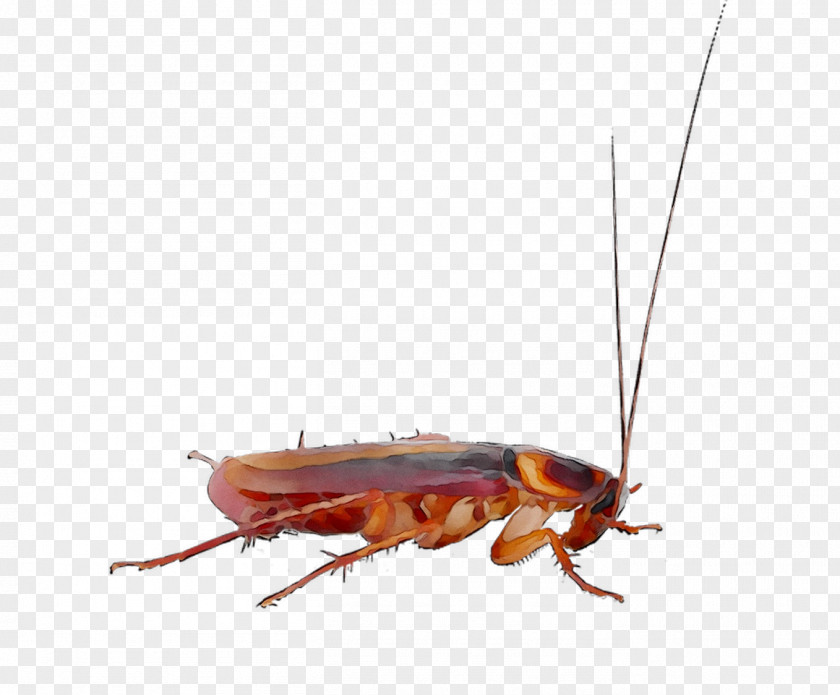 Cockroach Pest Control Roach Bait Insect PNG