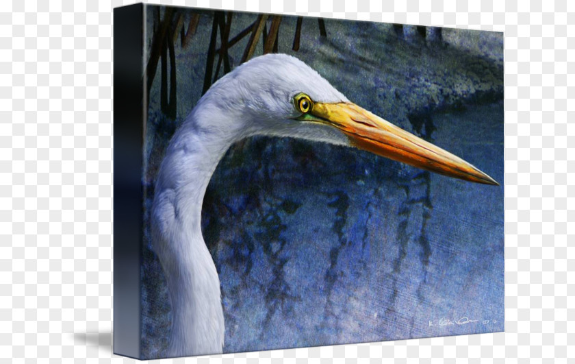 Egret Poster Design Beak Stork Feather Animal PNG