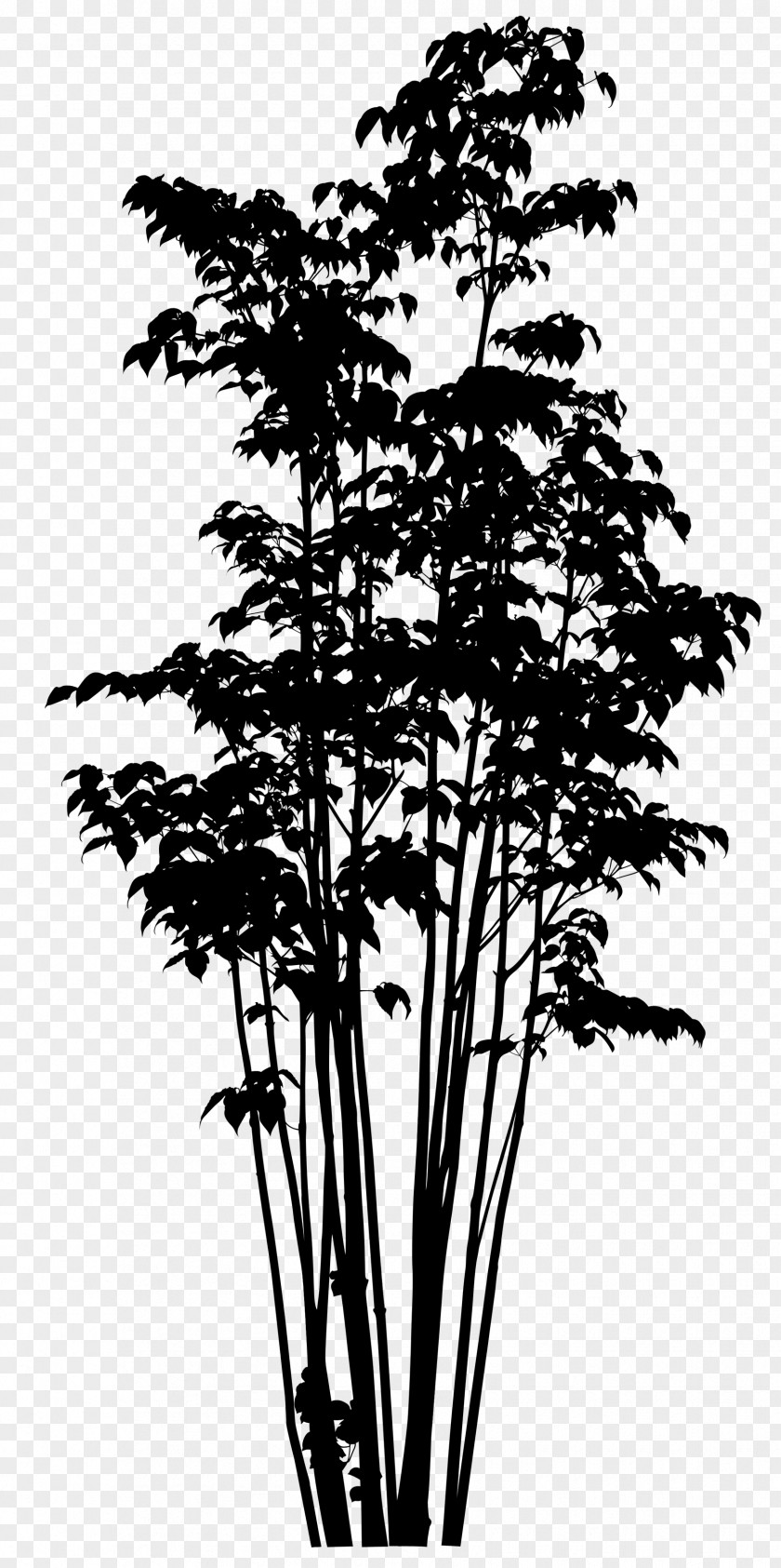 Twig Pine Plant Stem Silhouette Plants PNG