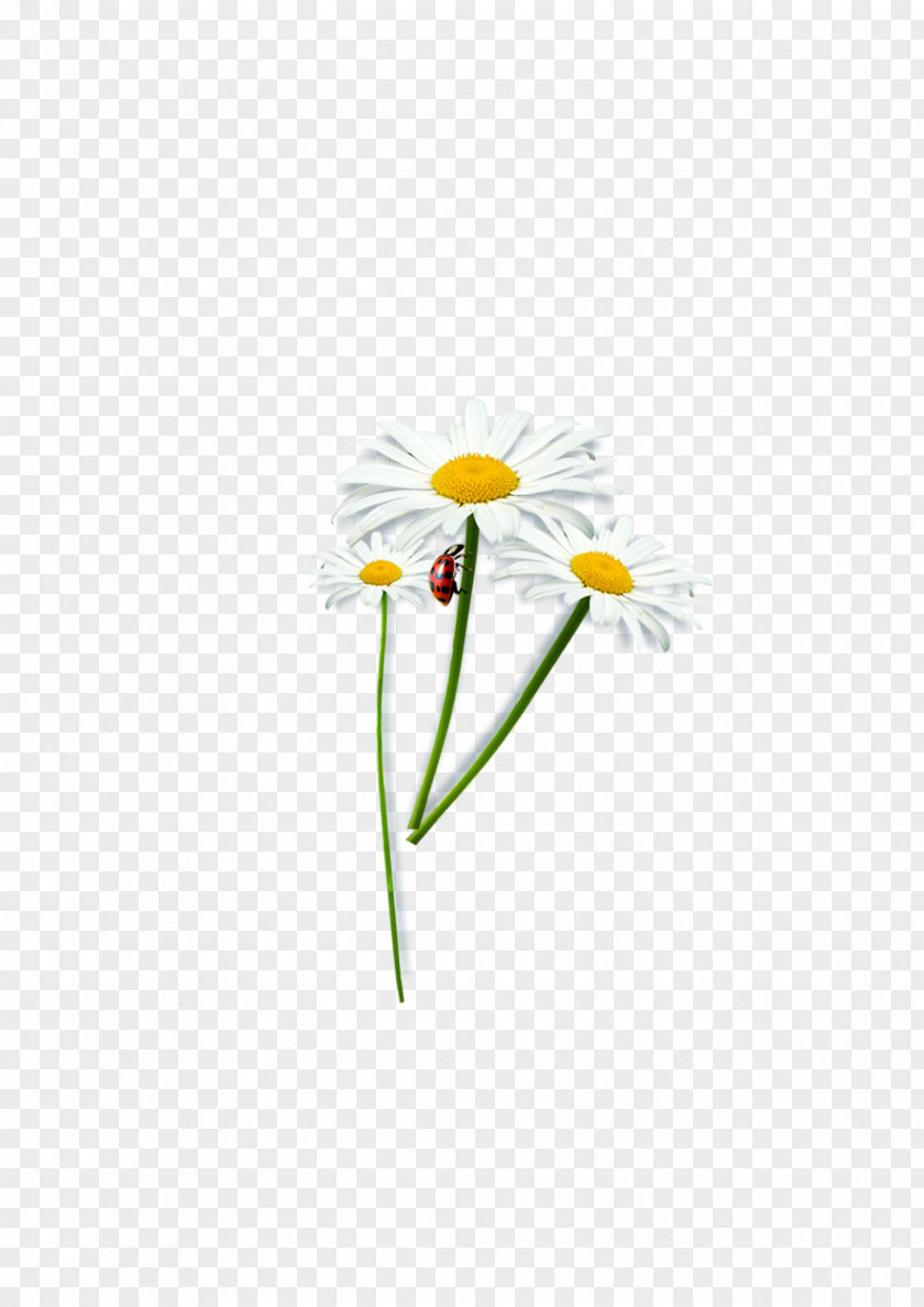 Chrysanthemum And Ladybug Common Daisy Paper Oxeye Petal Floral Design PNG