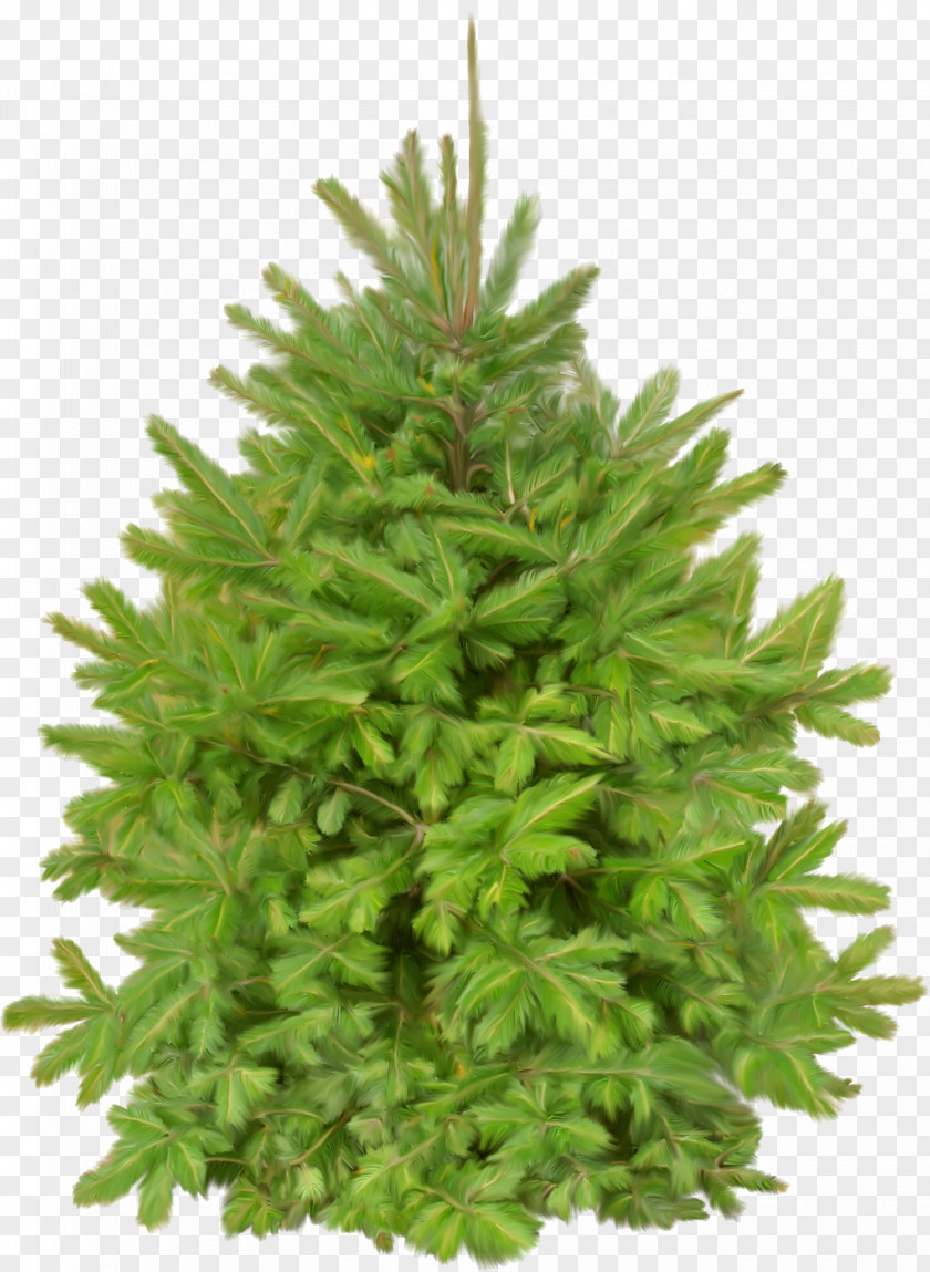 Fir-tree Animation Tree Clip Art PNG