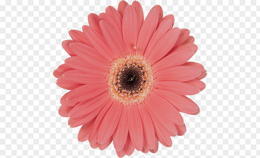 Flower Transvaal Daisy Common Red Stock Photography PNG