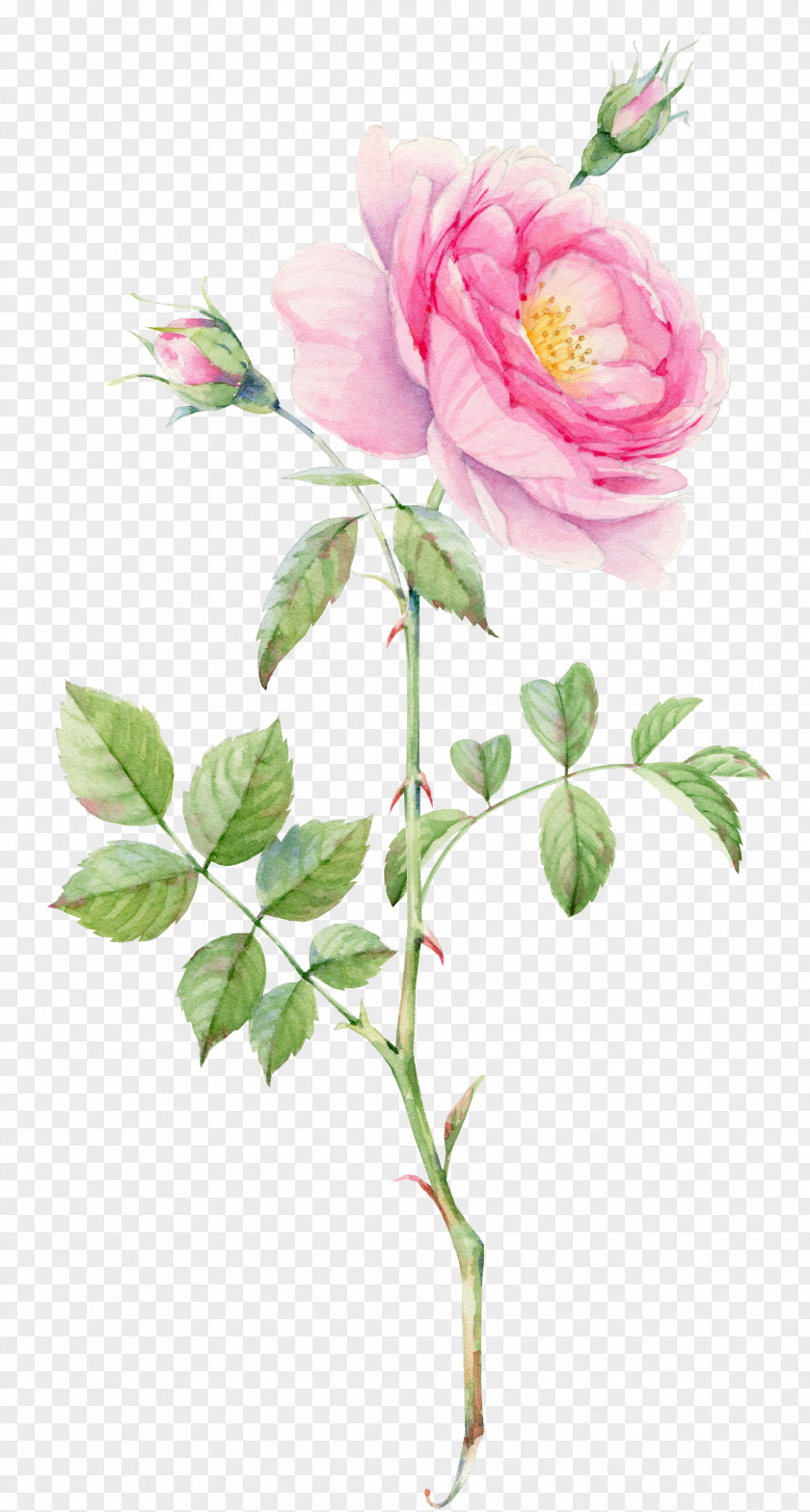 Rose Thorns Plant Flora Clip Art Watercolor Painting Drawing PNG