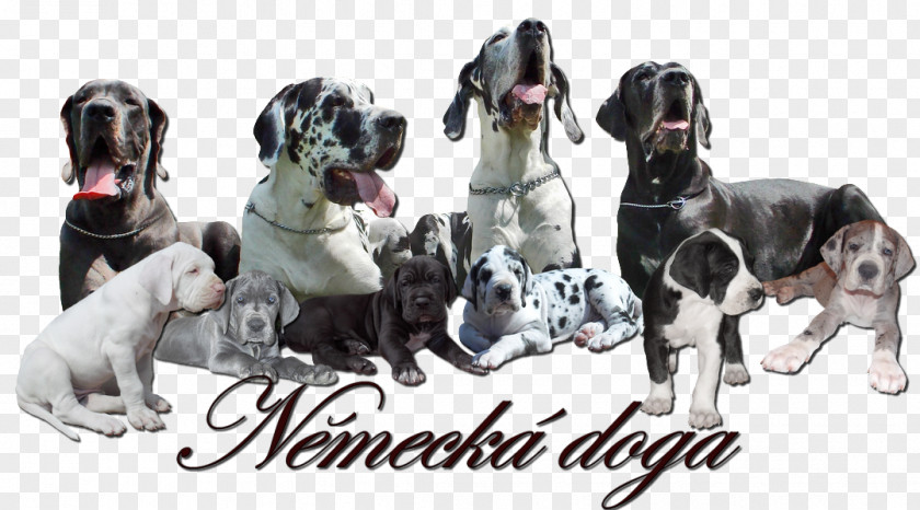 World Wide Web Great Dane Old Danish Pointer Dog Breed American Hairless Terrier PNG