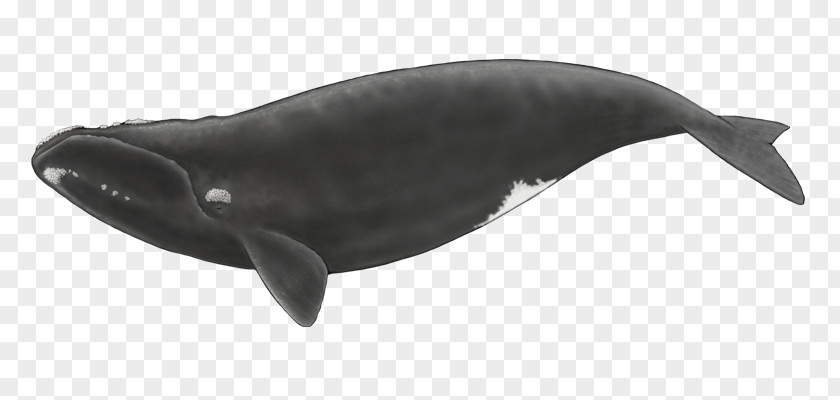 Cetacea Toothed Whale North Atlantic Right Pacific Southern PNG