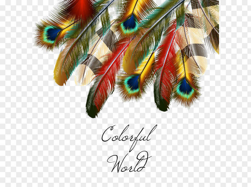 Colored Feathers Background PNG