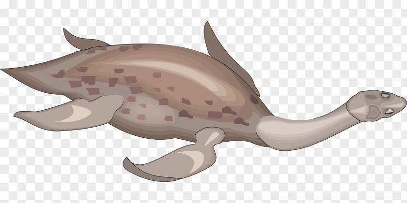 Creatures Clipart Fish Fin PNG