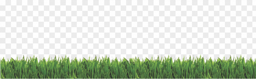 Field Vector Wheatgrass Lawn Meadow Consumer Reports PNG