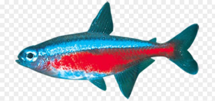 Fish Milkfish Marine Biology Sardine Coral Reef Mammal PNG