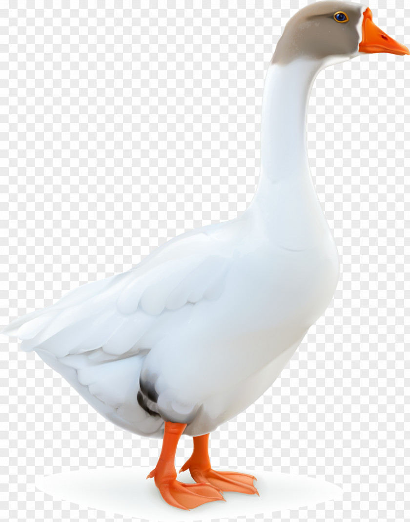 Goose Domestic Duck Bird PNG