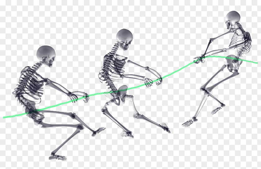 Human Skeleton Bone Body PNG