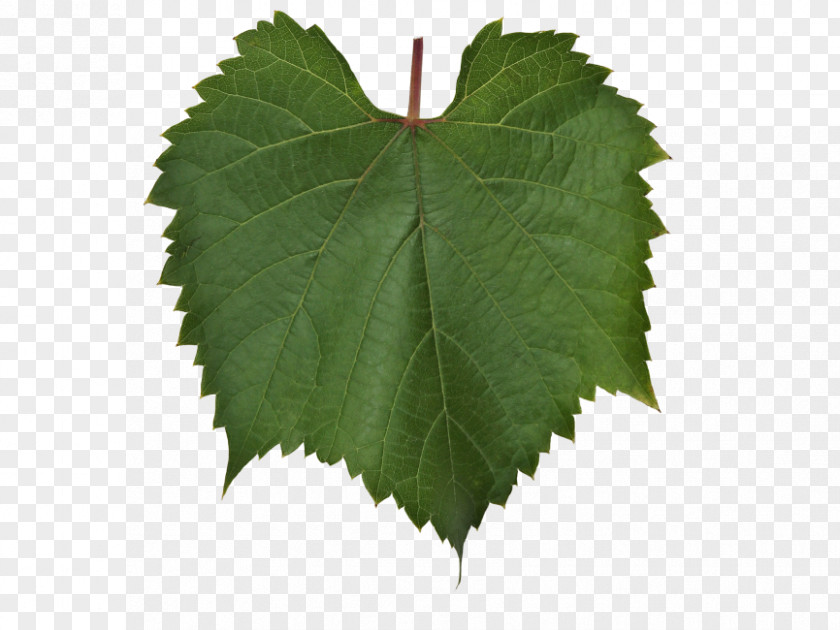 Leaf Grapevines Vine Roll Grape Leaves PNG