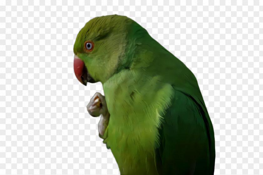 Perico Lovebird Colorful Background PNG