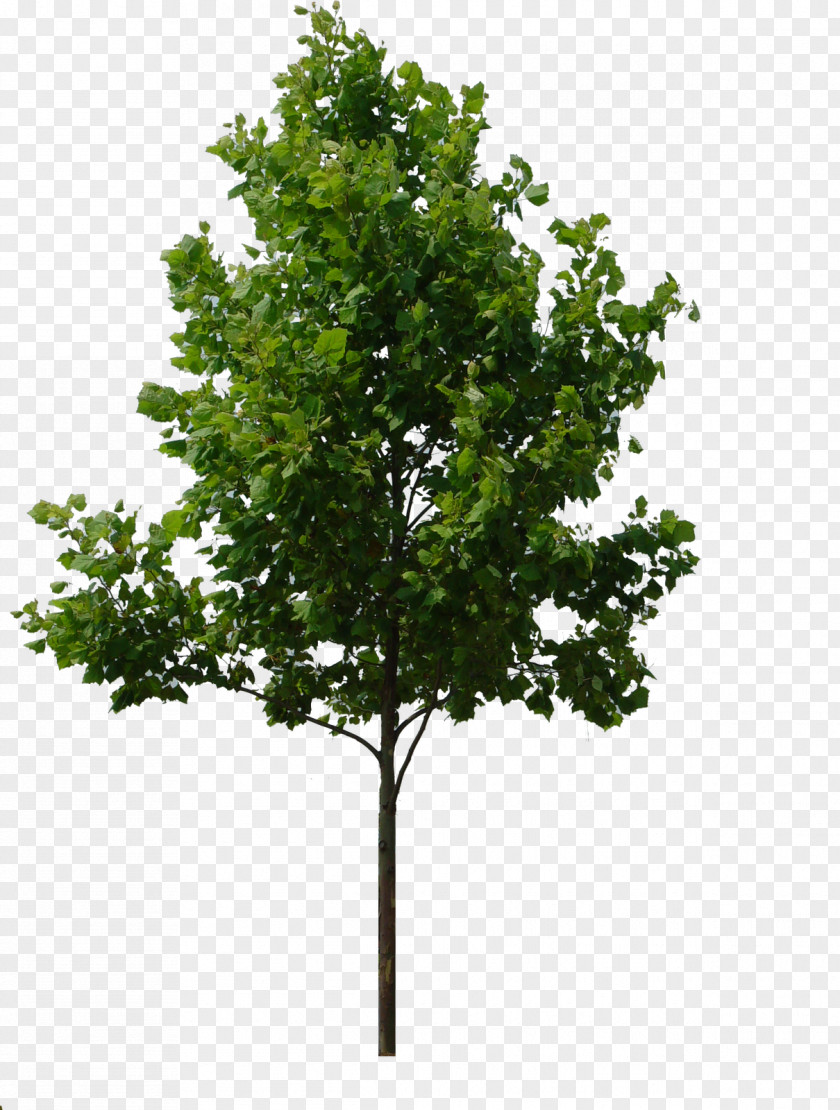 Tree Rendering Clip Art PNG