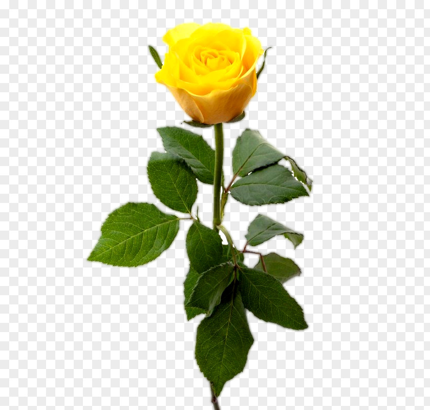 Yellow Rose Stock Photography Royalty-free Clip Art PNG