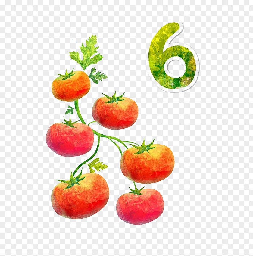 6 Tomatoes Cartoon Tomato PNG