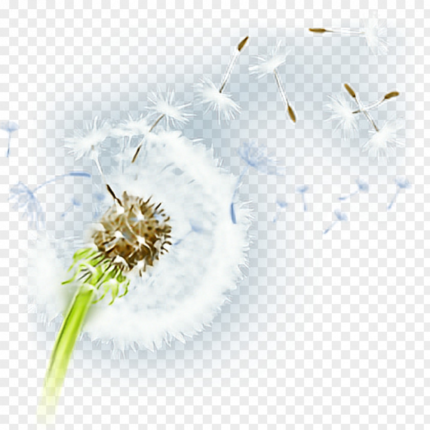 Dandelion Flower Desktop Wallpaper Petal Pollen Plant PNG