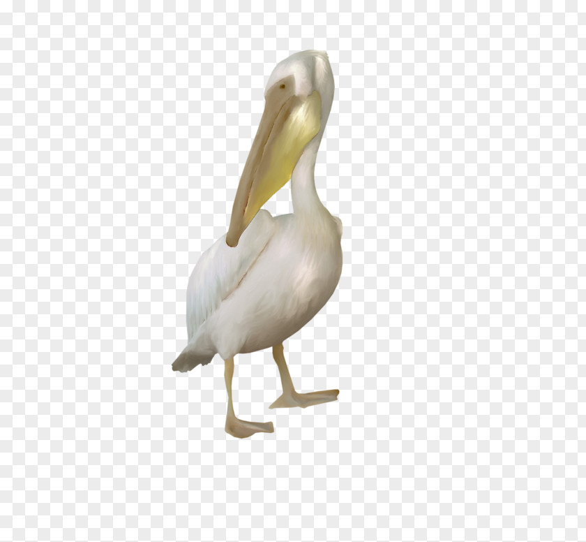 Goose Pelican Cygnini Duck Bird PNG