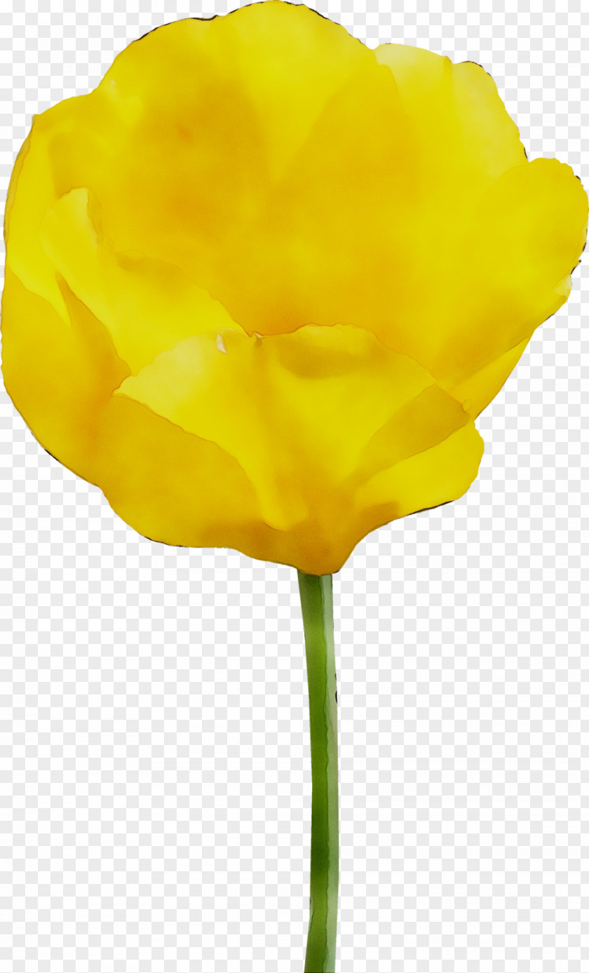 Tulip Yellow Cut Flowers Rose Family PNG