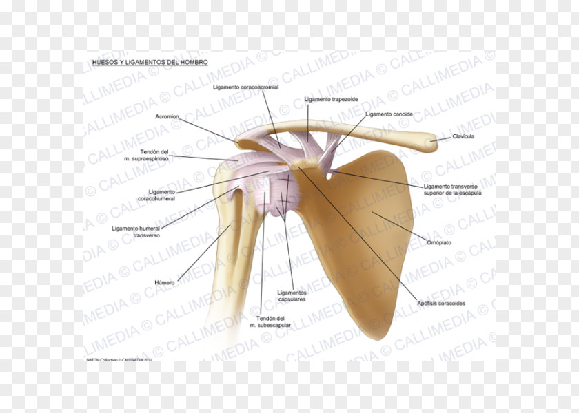 Abdomen Anatomy Shoulder Joint Ligament Bone PNG