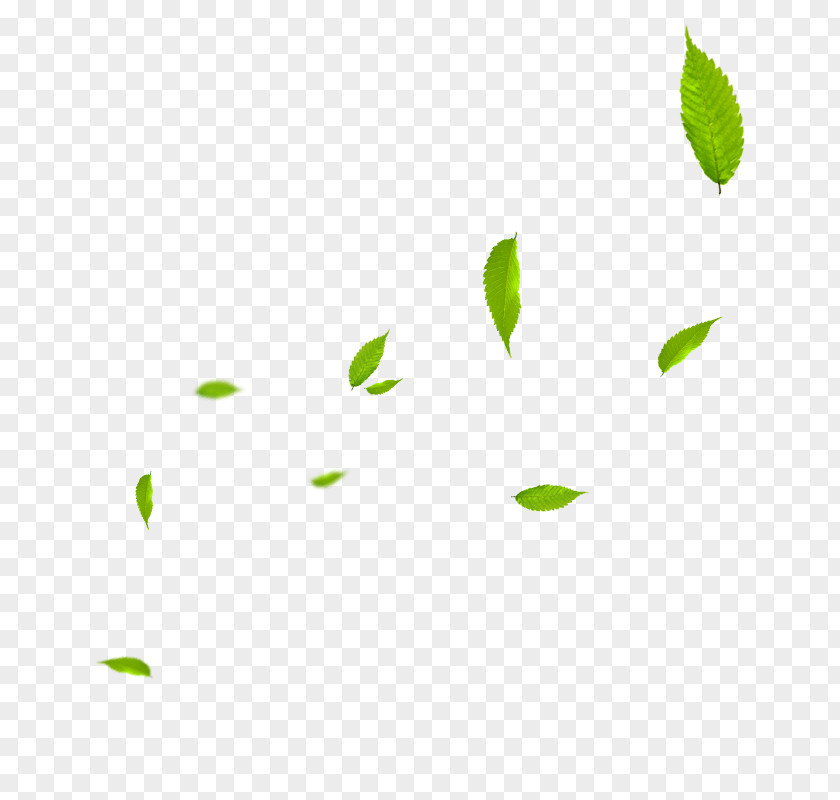 Leaves Download Watermark PNG