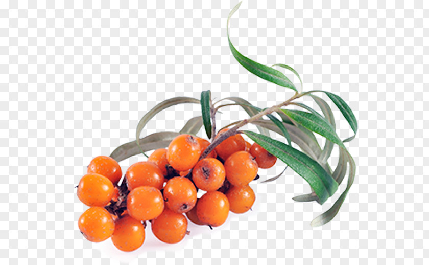 Oil Sea Buckthorn Seaberry Vegetable Health PNG