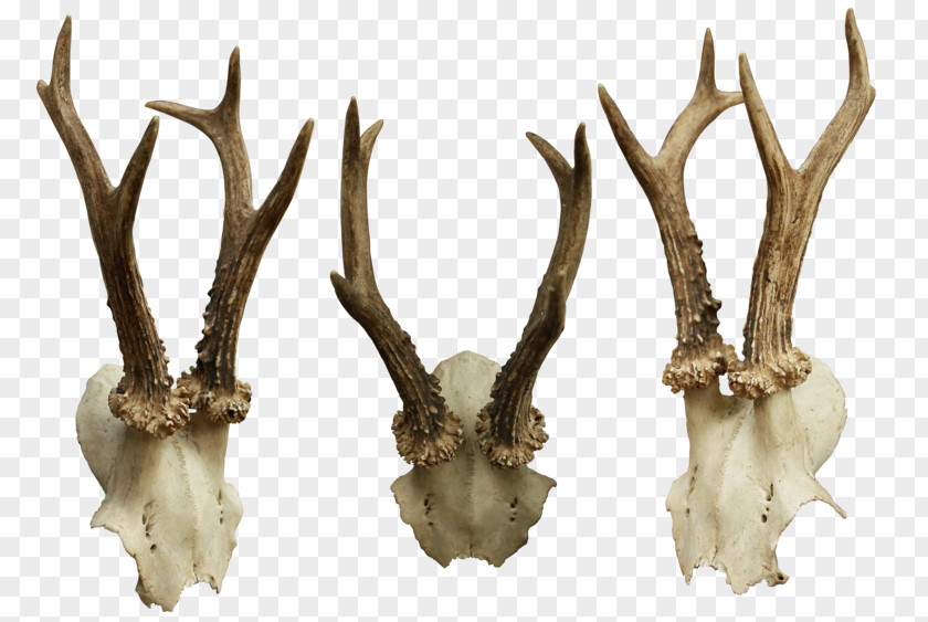 Skulls Animal Bone PNG