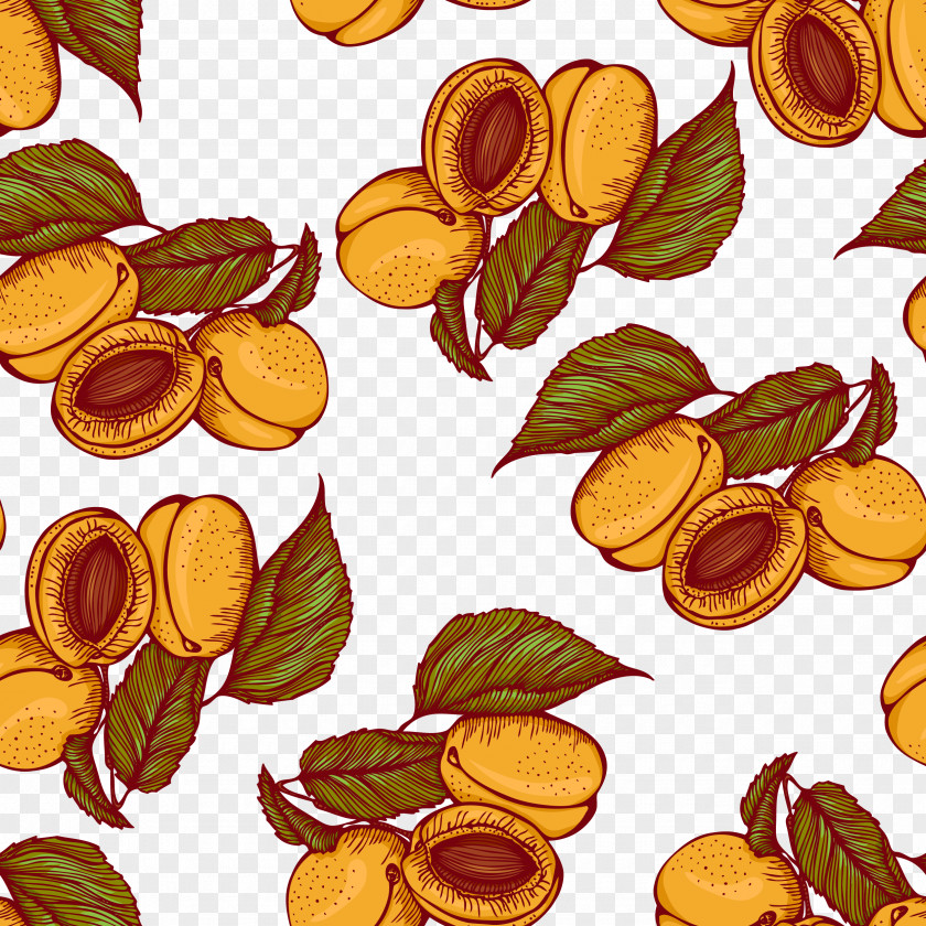 Vector Apricots Peach Euclidean Illustration PNG