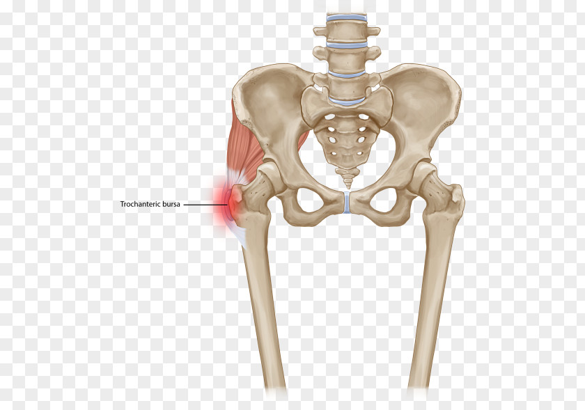 核心肌群 Vertebral Column Pudendal Nerve Quadratus Lumborum Muscle PNG