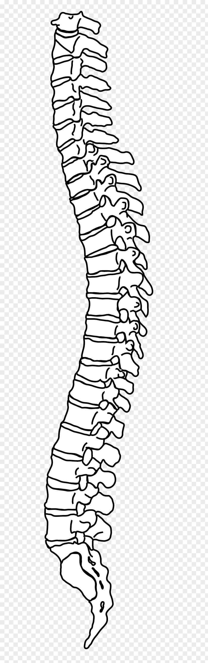 Back Pain Vertebral Column Drawing Line Art Human PNG