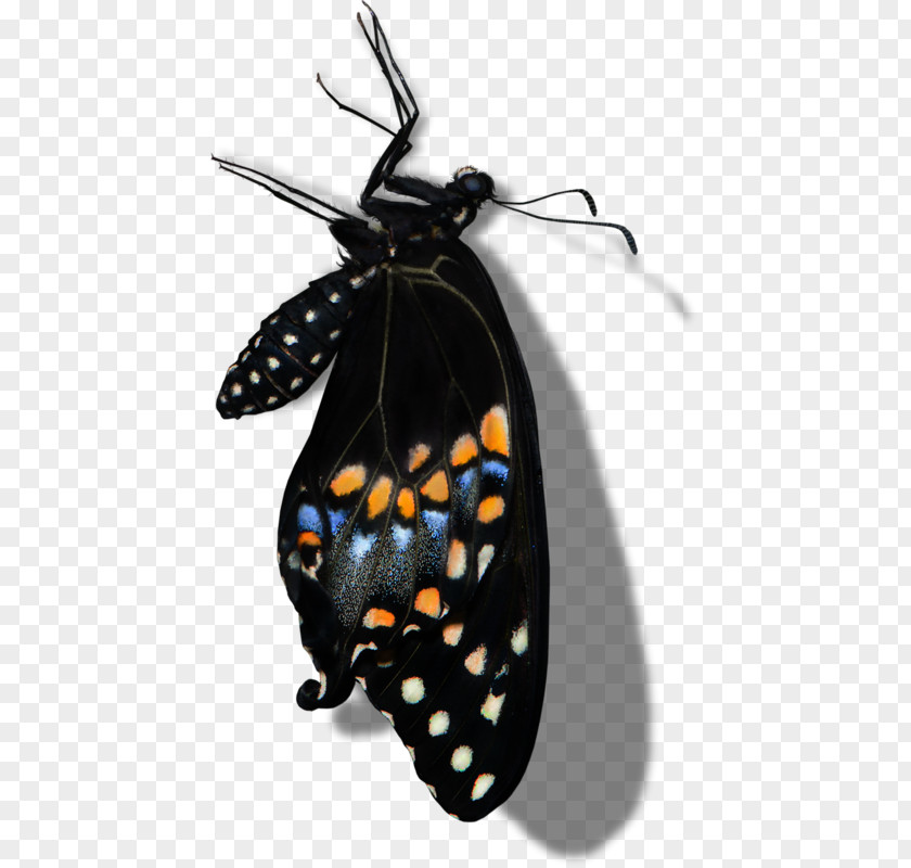 Black Butterfly Monarch Moth PNG