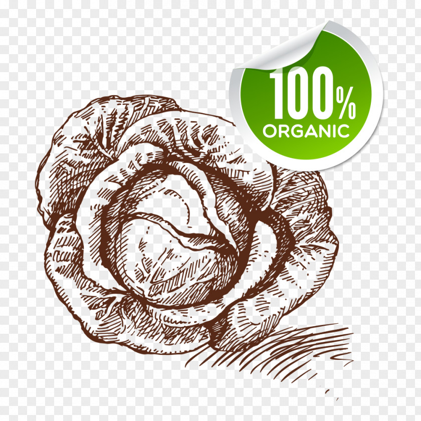 Cabbage Vegetable Drawing Food Sketch PNG
