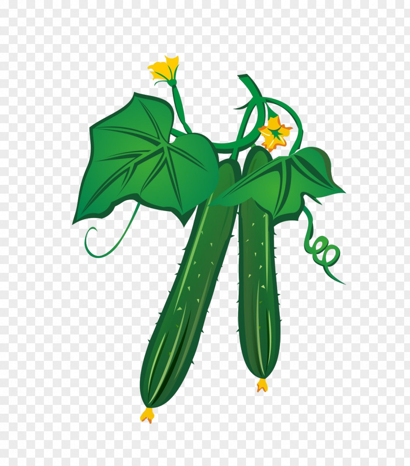 Cartoon Huang Melon Cucumber Extract Food Vegetable PNG