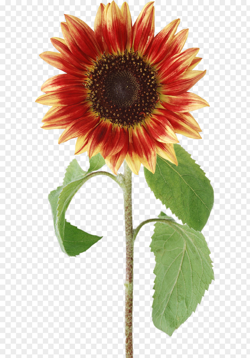 Flower Common Sunflower Clip Art PNG