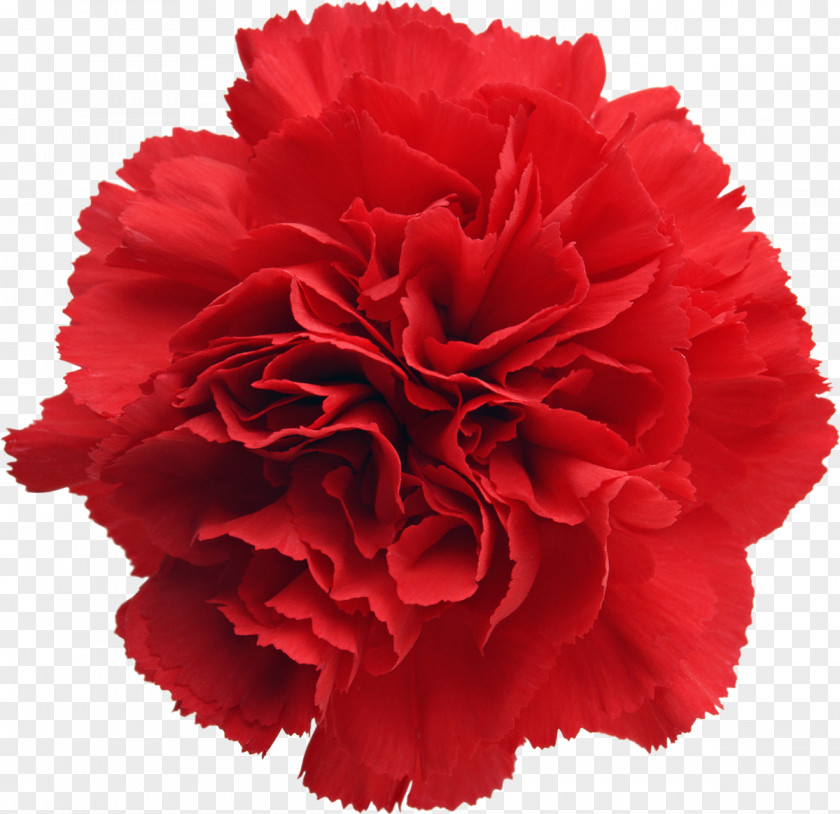 Peony Carnation Birth Flower Cut Flowers Bouquet PNG