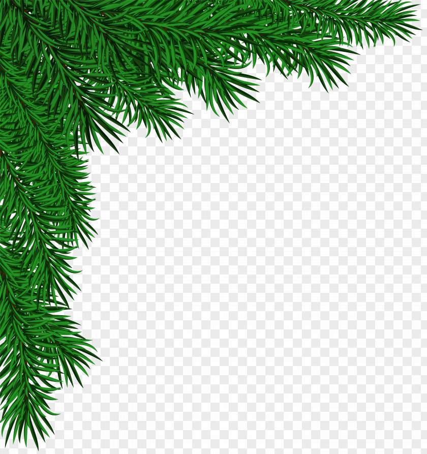 Pine Cone Fir Spruce Christmas Tree PNG